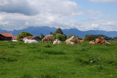 Grasende Rinder auf der Weide auf dem Demeter-Betrieb Anderlhof in Tinning bei Rosenheim