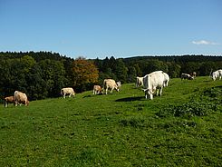 Die Kühe können selbst entscheiden, ob sie auf der Weide grasen oder sich im Stall aufhalten.