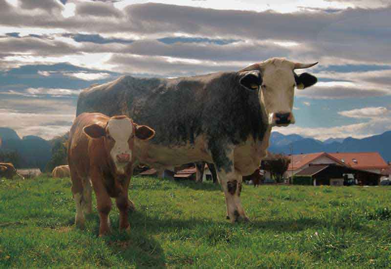 Biofleisch ab Hof aus Riedering bei Rosenheim