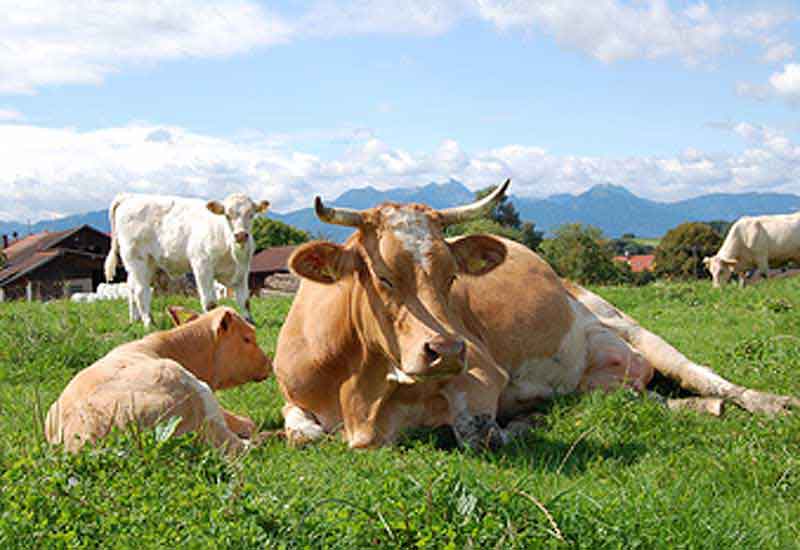 Weidehaltung und Mutterkuhhaltung im Chiemgau, Rosenheim